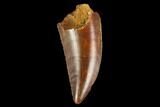 Serrated, Raptor Tooth - Real Dinosaur Tooth #127075-1